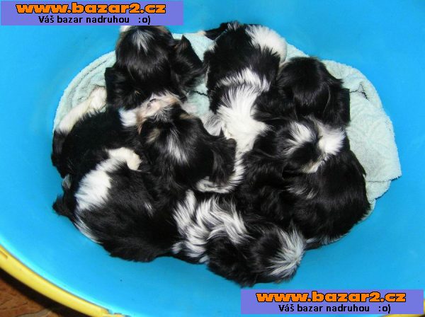 Biewer Yorkshire Terrier