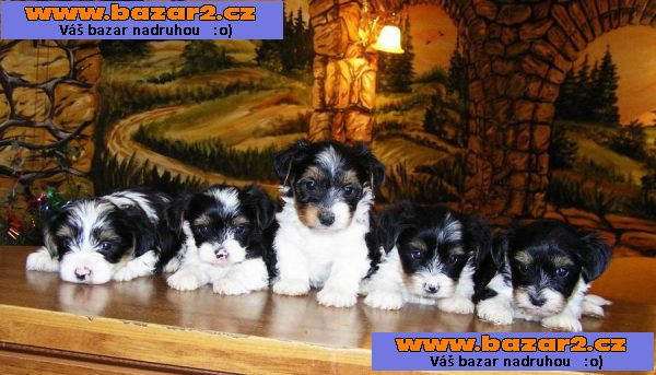 Biewer Yorkshire Terrier