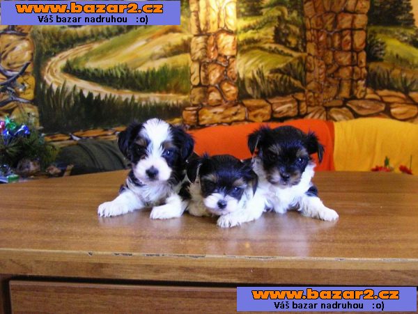 Biewer Yorkshire Terrier