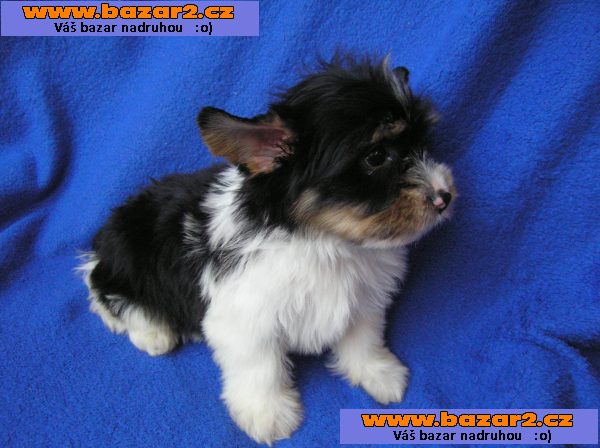 Biewer Yorkshire Terrier
