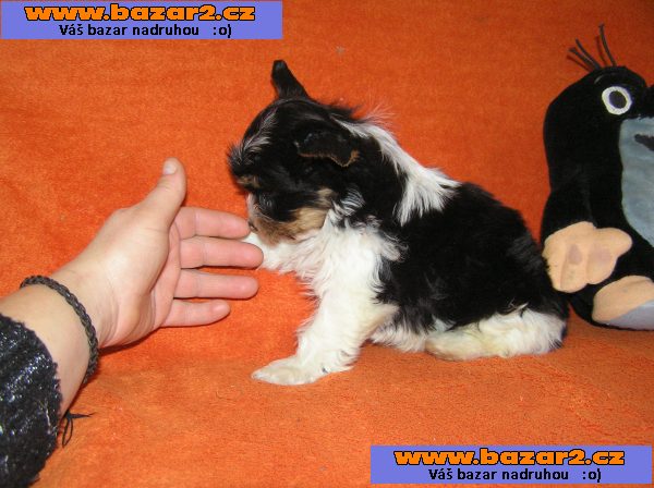 Biewer Yorkshire Terrier