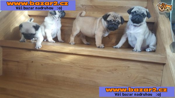 Mops štěňátka béžové fenky s Průkazem původu k prodeji.