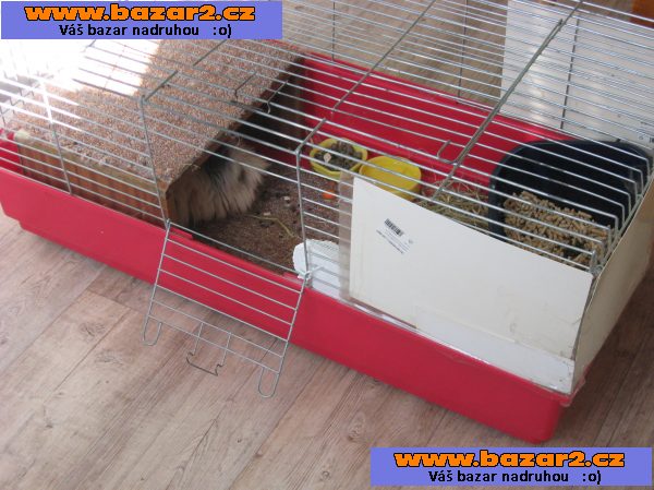 zakrslý králíček,Teddy.