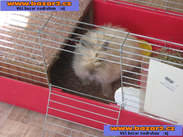 zakrslý králíček,Teddy.