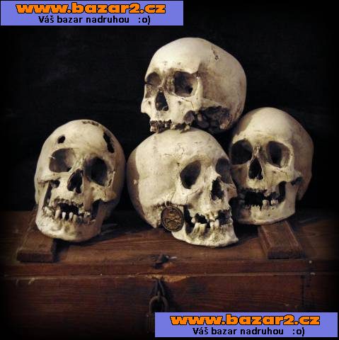 Lidská lebka (human skull replica)