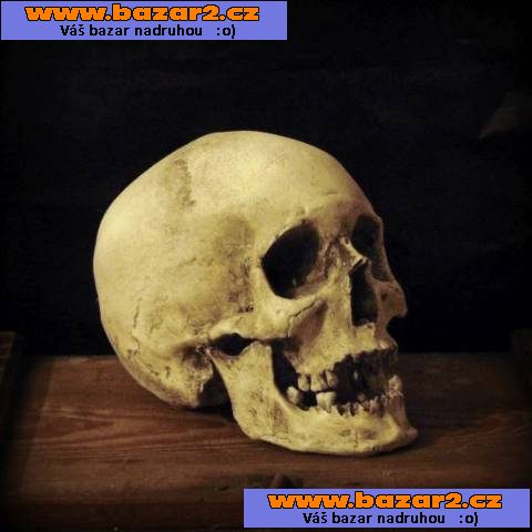 Lidská lebka (human skull replica)