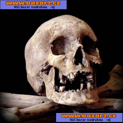 Lidská lebka (human skull replica)