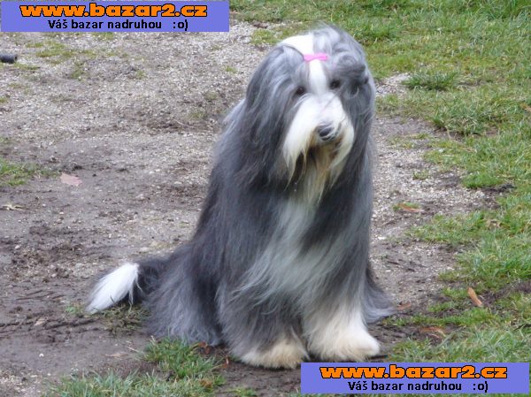 Bearded collie