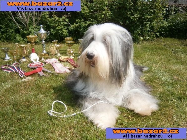 Bearded collie