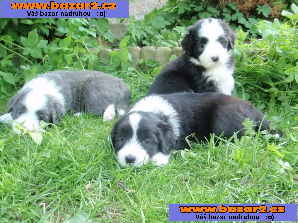 Bearded collie