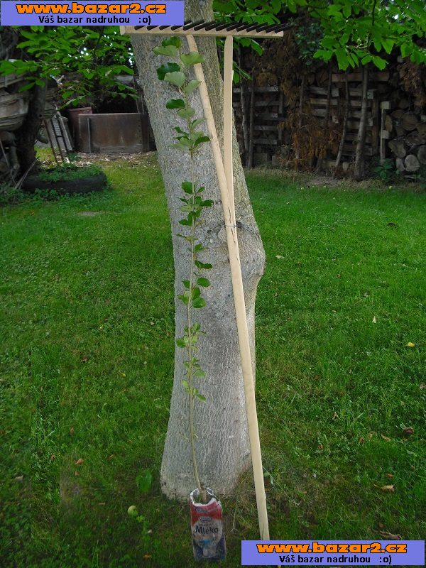 Japonský topol - sazenice