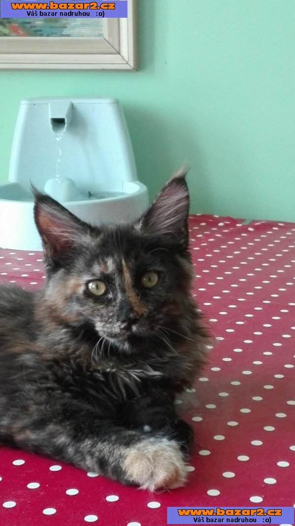 Prodám mainská mývalí koťata s PP