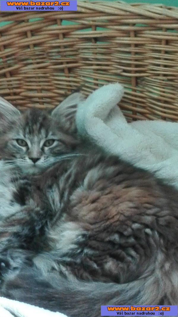 Prodám mainská mývalí koťata s PP