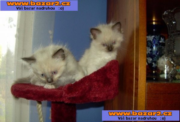 Ragdoll kotata bez PP,