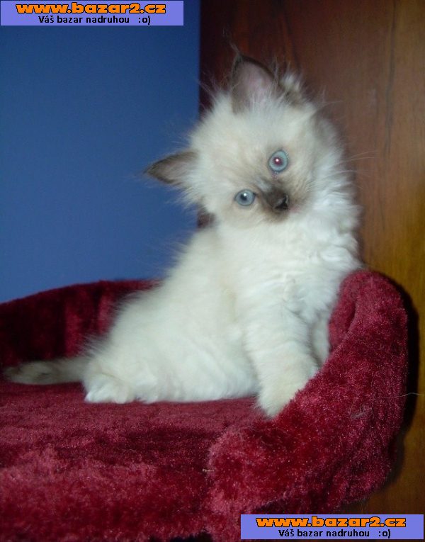 Ragdoll kotata bez PP,