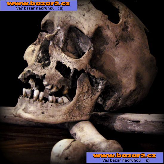 Lidská lebka (human skull replica)