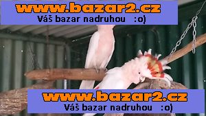 Deštník kakadu papoušci Pro prodej