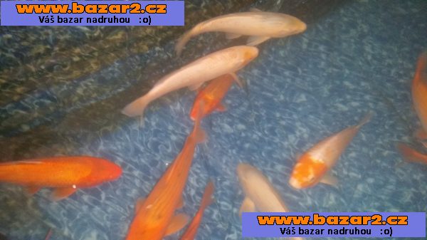Koi kapr