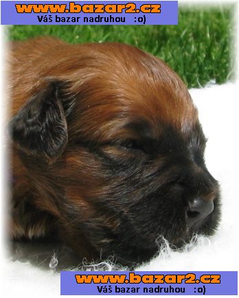 briard