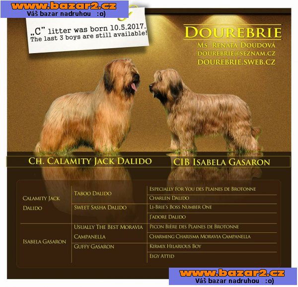 briard