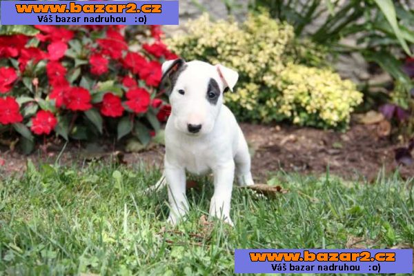 Ockované Mini Bull Teriér štenata