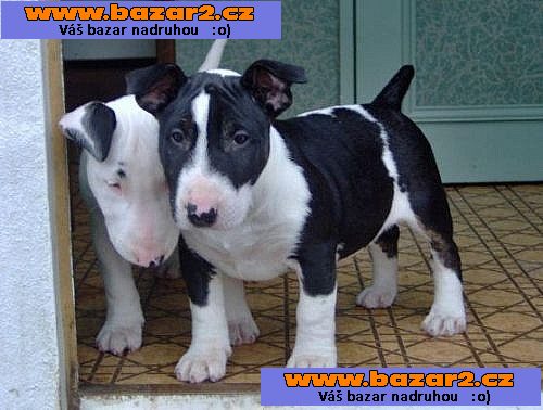 Ockované Mini Bull Teriér štenata