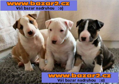 Prodám Mini Bull Teriér štenata