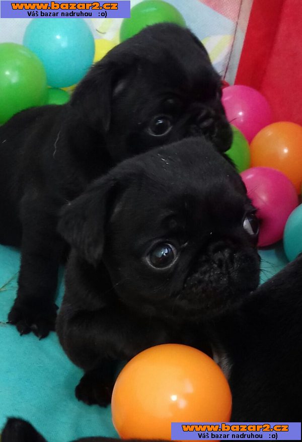 Ready kc registrované štěňátka mops