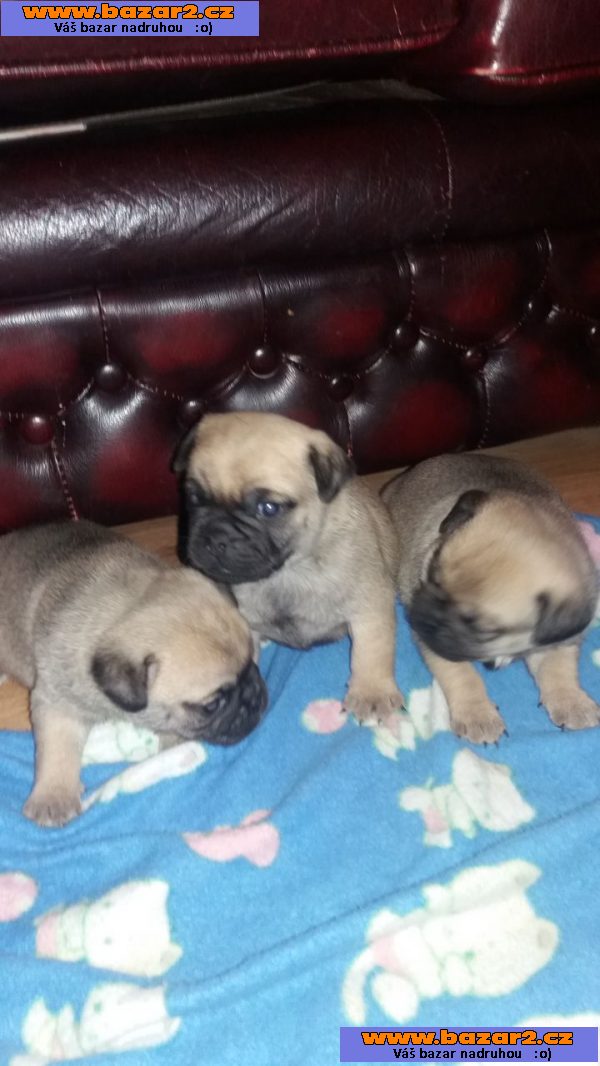 Ready kc registrované štěňátka mops