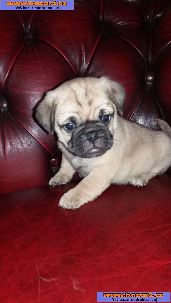 Ready kc registrované štěňátka mops