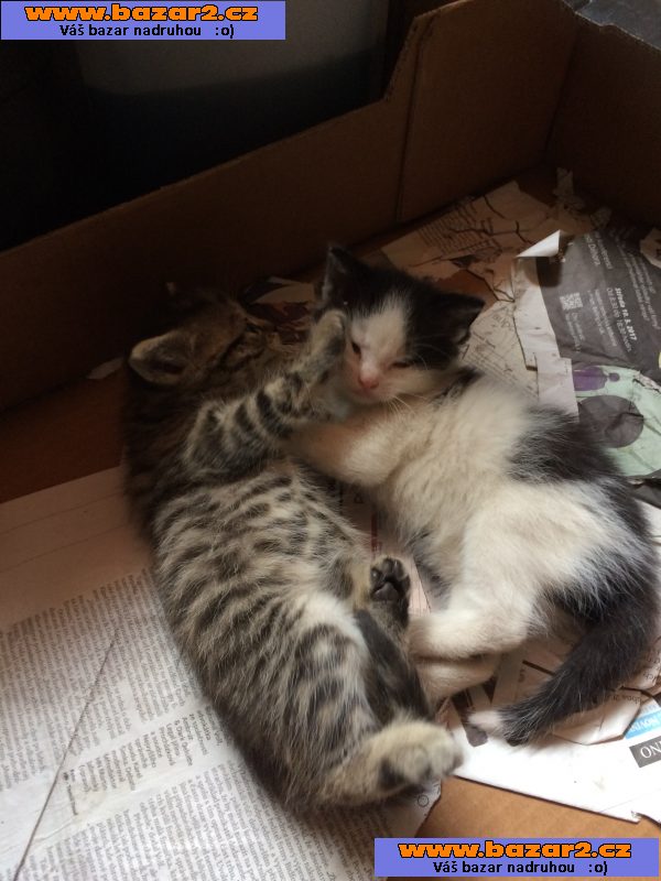 Daruji koťata