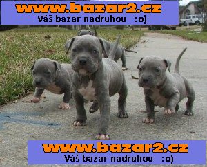 Muži a ženy Pitbull štěňata