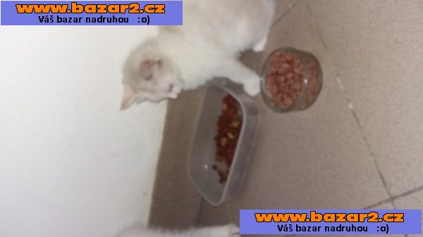 RAGDOLL koťátka
