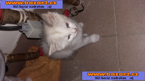 RAGDOLL koťátka