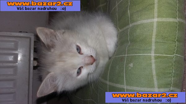 RAGDOLL koťátka