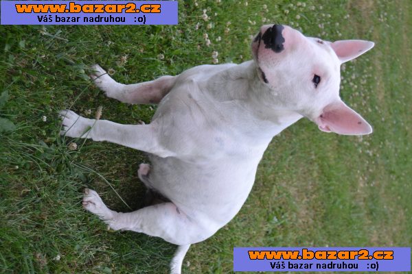 Bulterier ke krytí