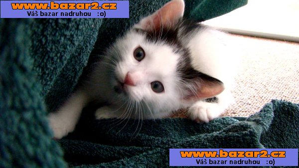Rozdám koťata - 4 kocourci