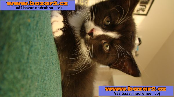 Rozdám koťata - 4 kocourci