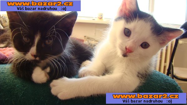 Rozdám koťata - 4 kocourci