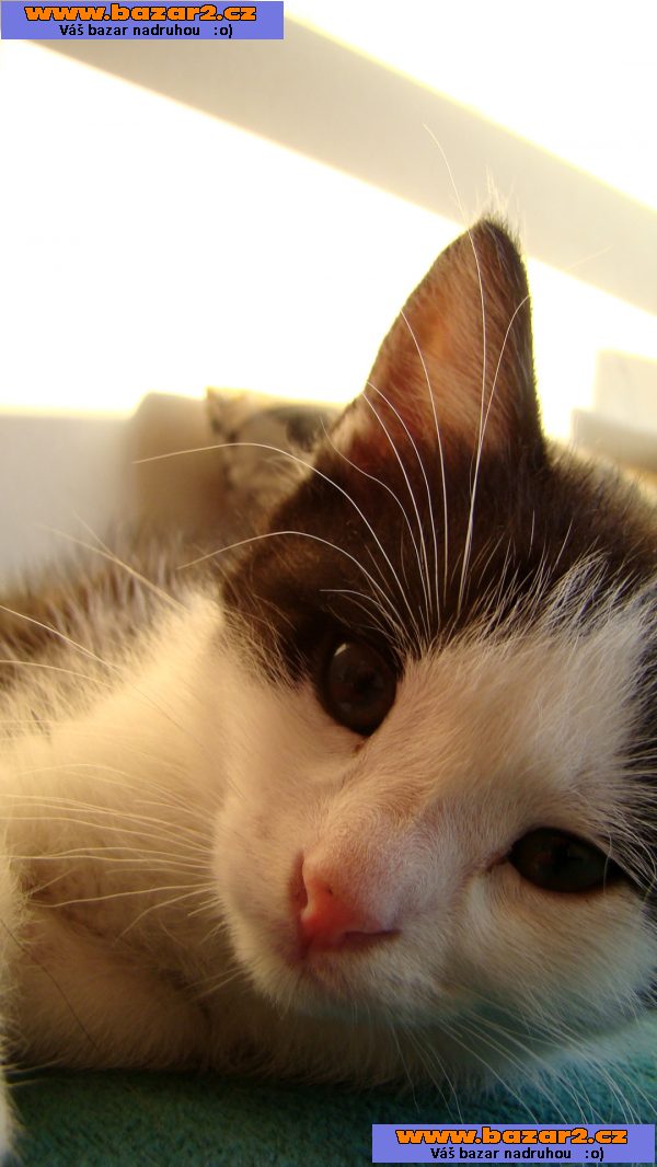 Rozdám koťata - 4 kocourci