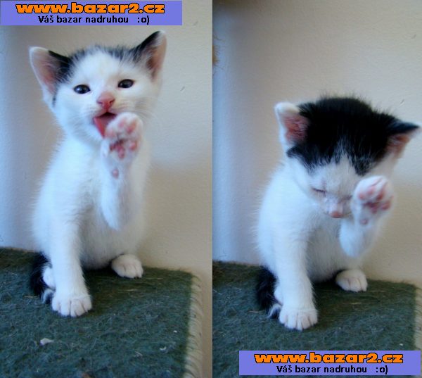 Rozdám koťata - 4 kocourci