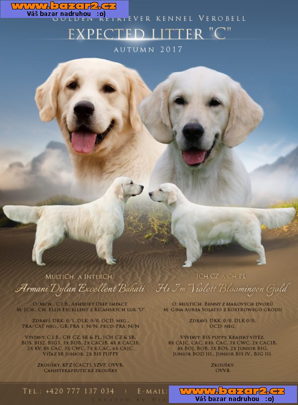 Zlatý retriever - štěňátka
