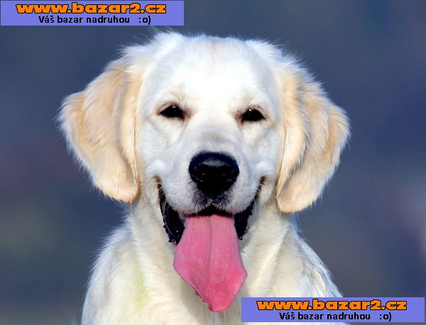 Zlatý retriever - štěňátka