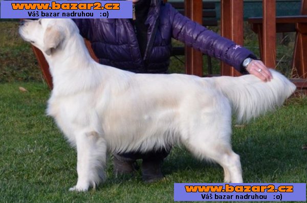 Zlatý retriever - štěňátka