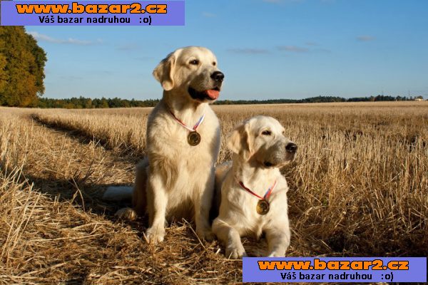 Zlatý retriever - štěňátka