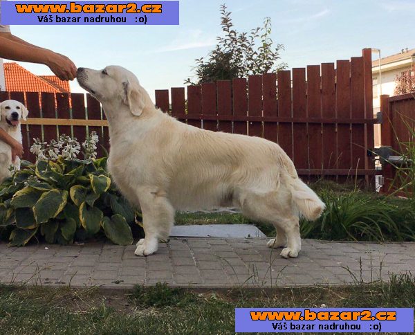 Zlatý retriever - štěňátka