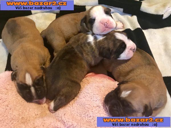 Boxerpr