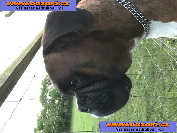 Boxerpr