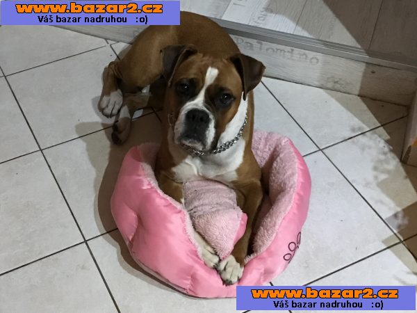 Boxerpr