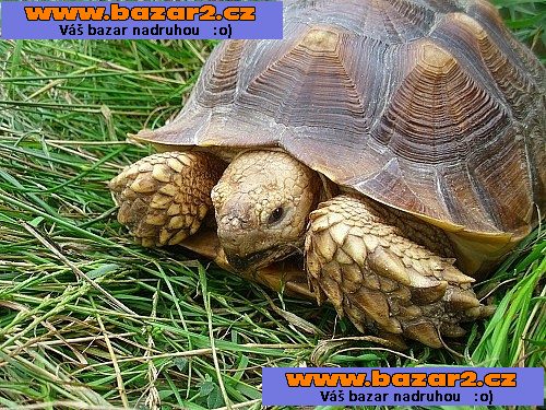 želva ostruhatá samice